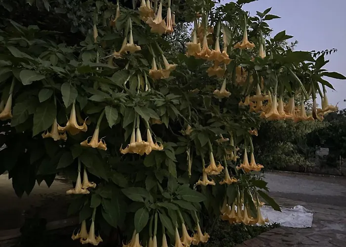 Nirvana Boutique Datca